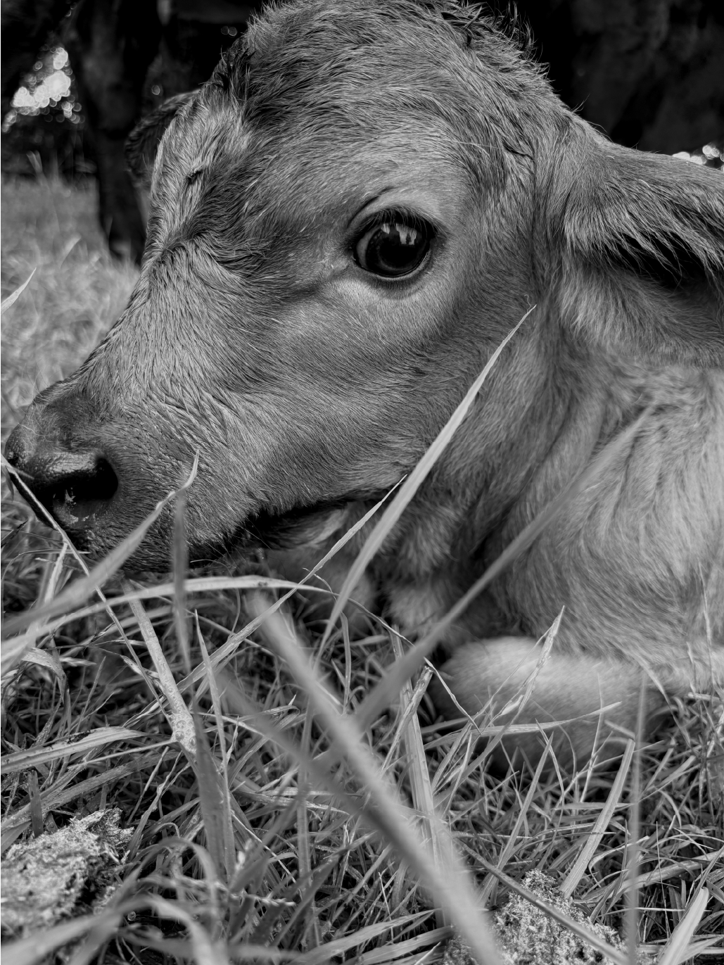 ChocoChip_SideEyeIMG_6766_BW13