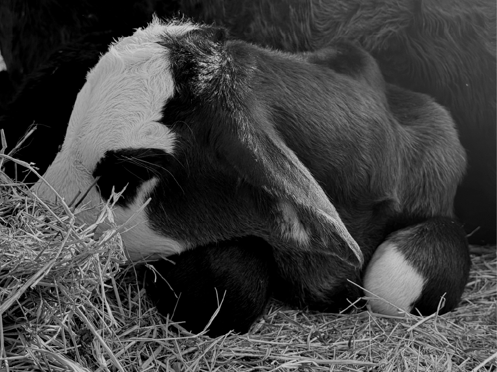 KingpinIMG_4924BW