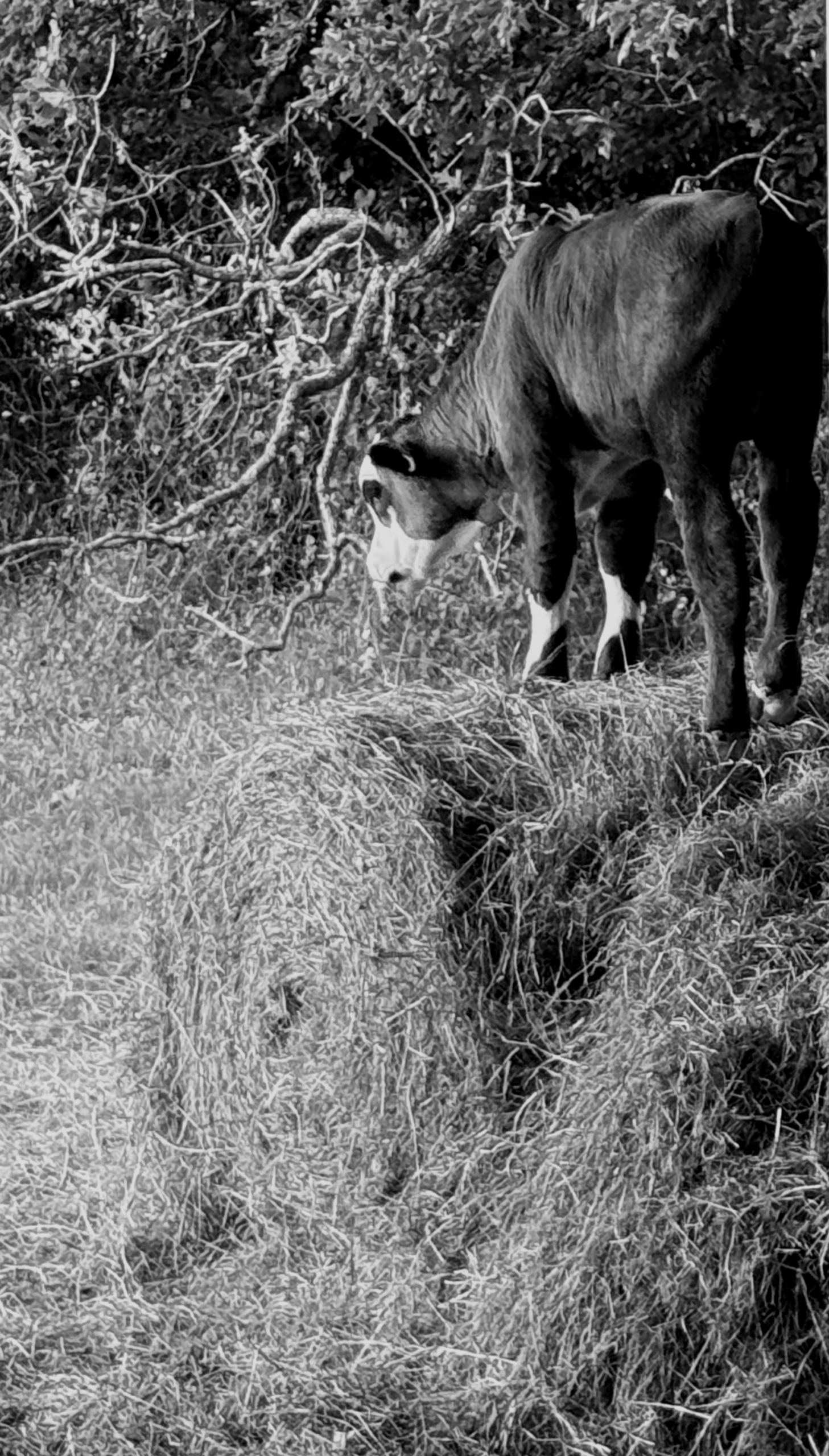 KingpinIMG_6461_BWCropped